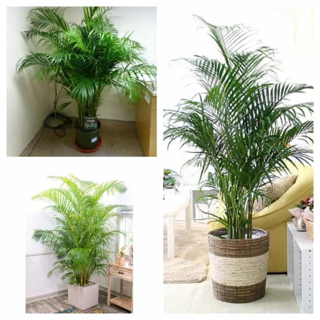 Palmeira Areca palmeira2