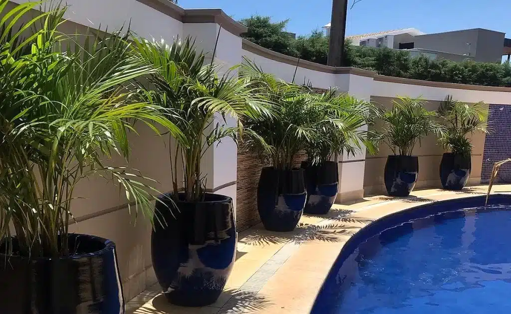 Palmeira Areca palmeira3