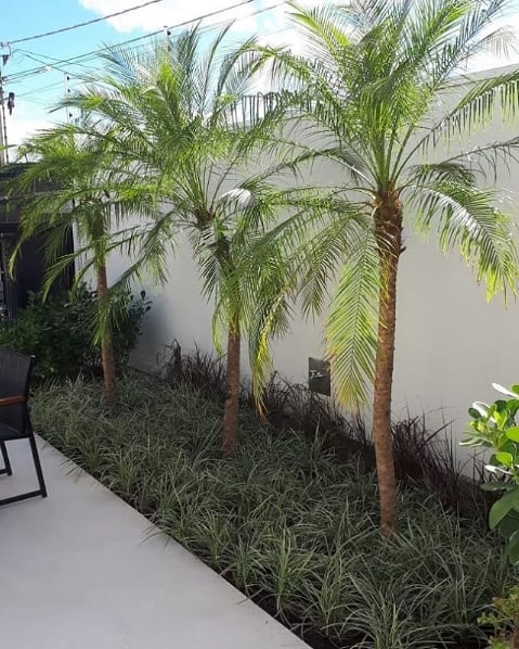 Palmeira Fênix palmeira6