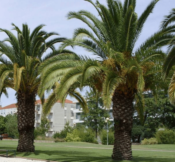 Palmeira Fênix palmeira7