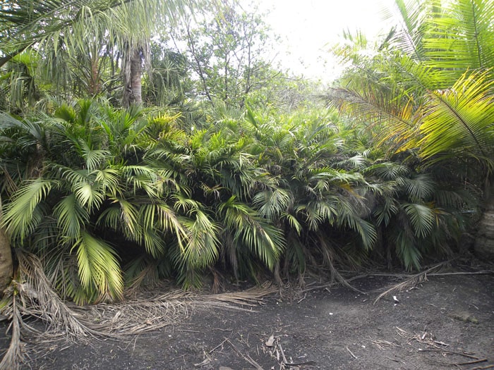 Palmeira Cascata palmeira8