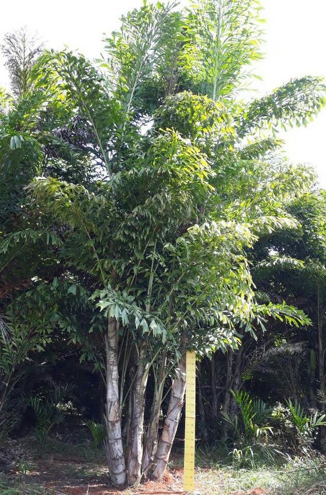 Palmeira Rabo-de-Peixe palmeira9