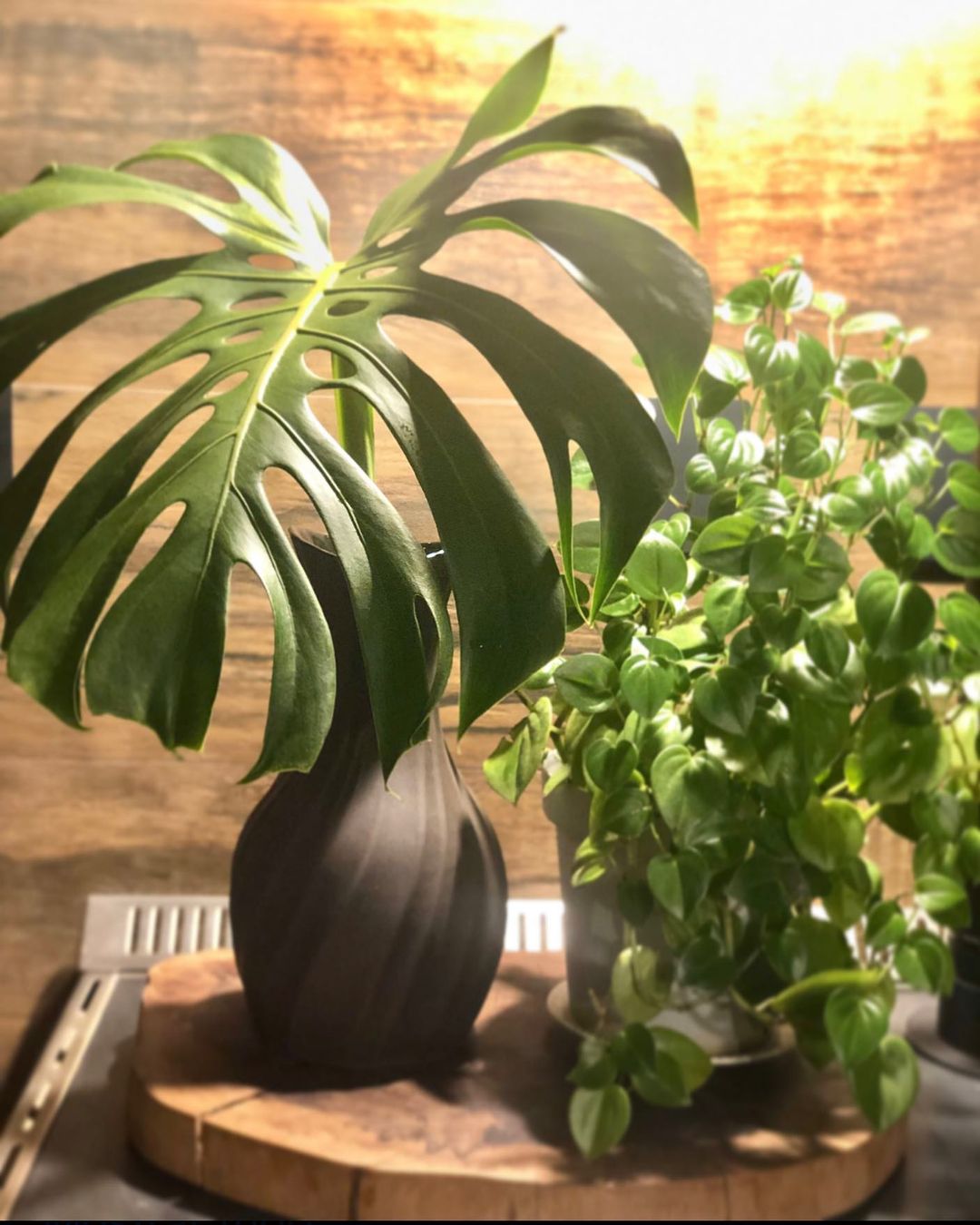 Aprenda a cultivar e cuidar da sua Costela de Adão com as melhores dicas, garantindo saúde e beleza para essa planta incrível e exuberante. Aprenda a cultivar e cuidar da sua Costela de Adão com as melhores dicas, garantindo saúde e beleza para essa planta incrível e exuberante.