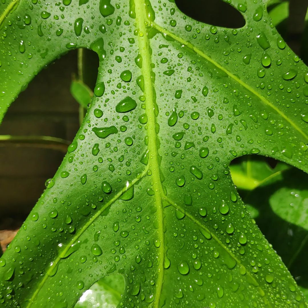 Aprenda a cultivar e cuidar da sua Costela de Adão com as melhores dicas, garantindo saúde e beleza para essa planta incrível e exuberante. Aprenda a cultivar e cuidar da sua Costela de Adão com as melhores dicas, garantindo saúde e beleza para essa planta incrível e exuberante.