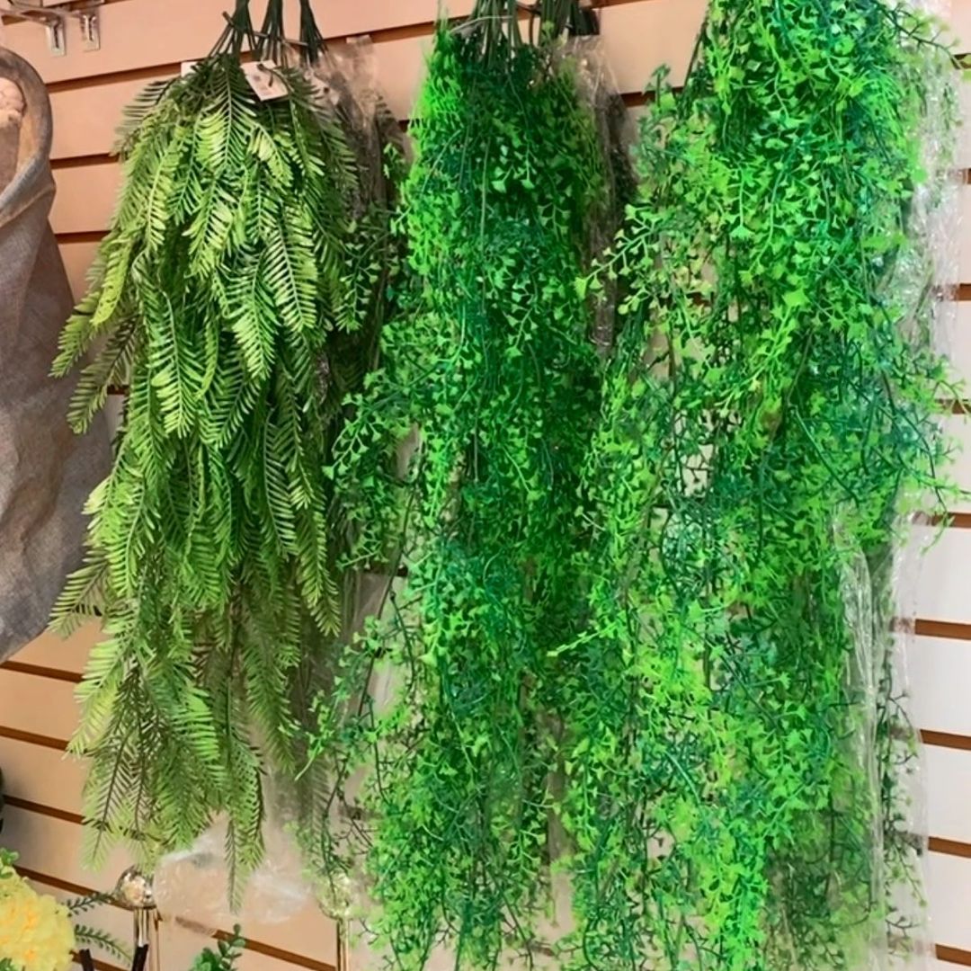 planta samambaia 10