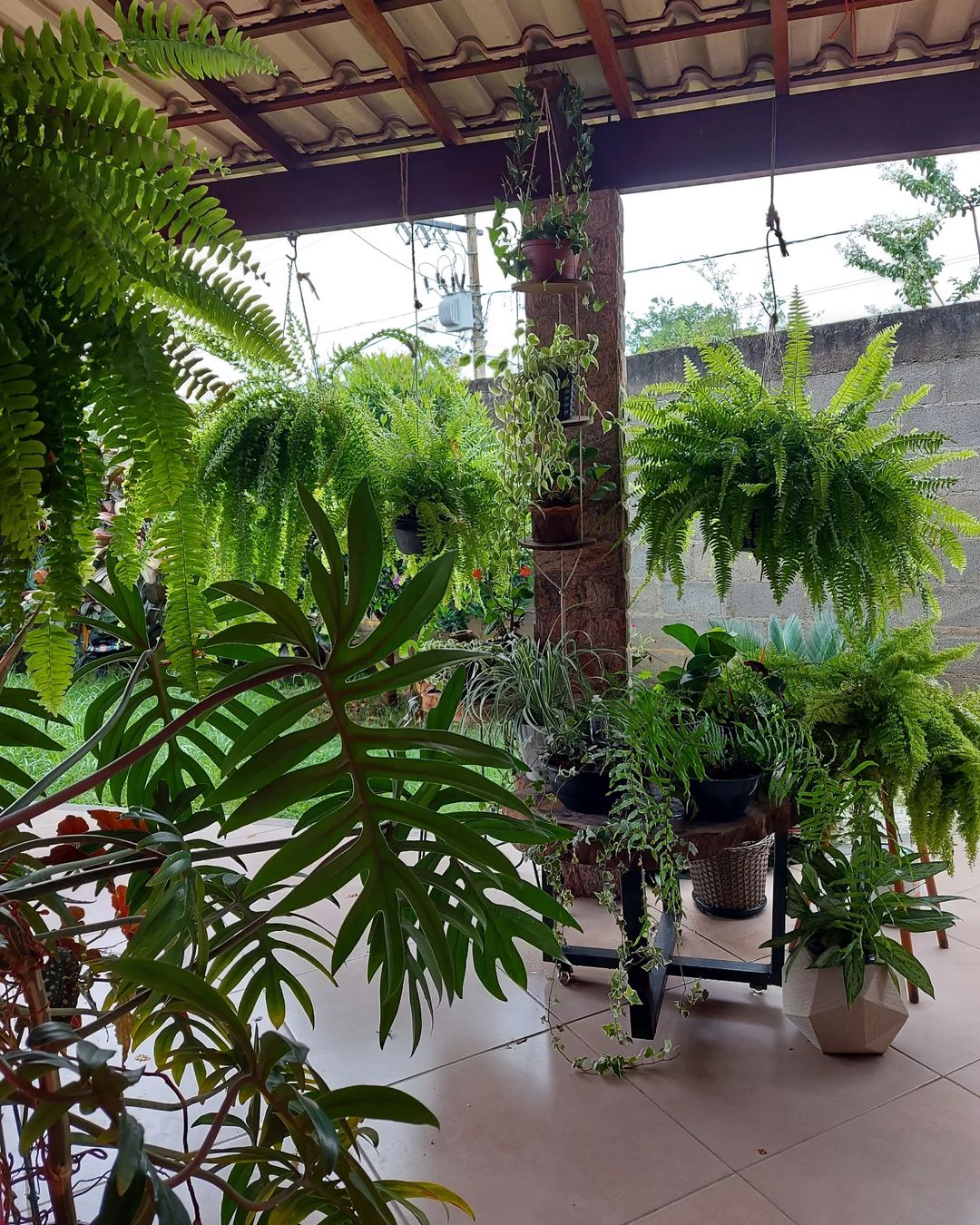 planta samambaia 11