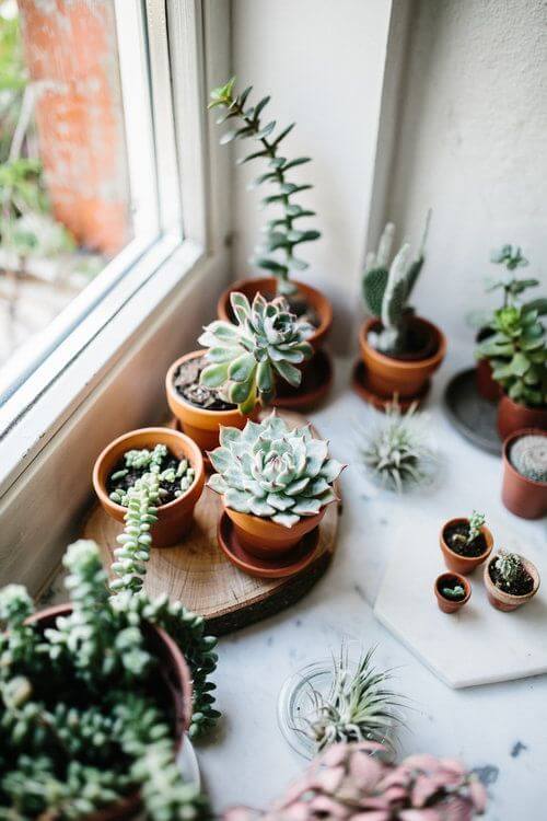 Descubra 5 plantas para decoração de interiores em 2023!