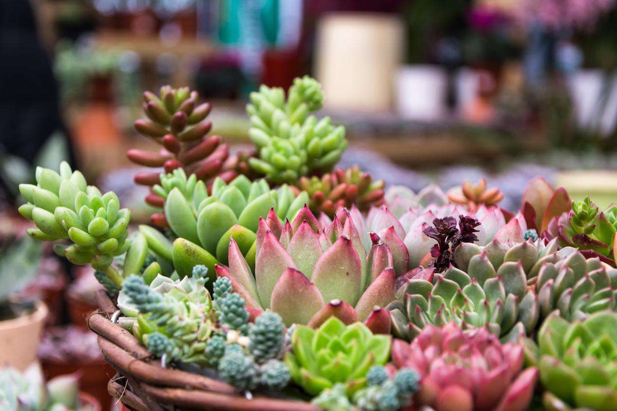 Plantas no Inverno: Como Cuidar e Proteger Suas Suculentas Durante a Estação Fria!