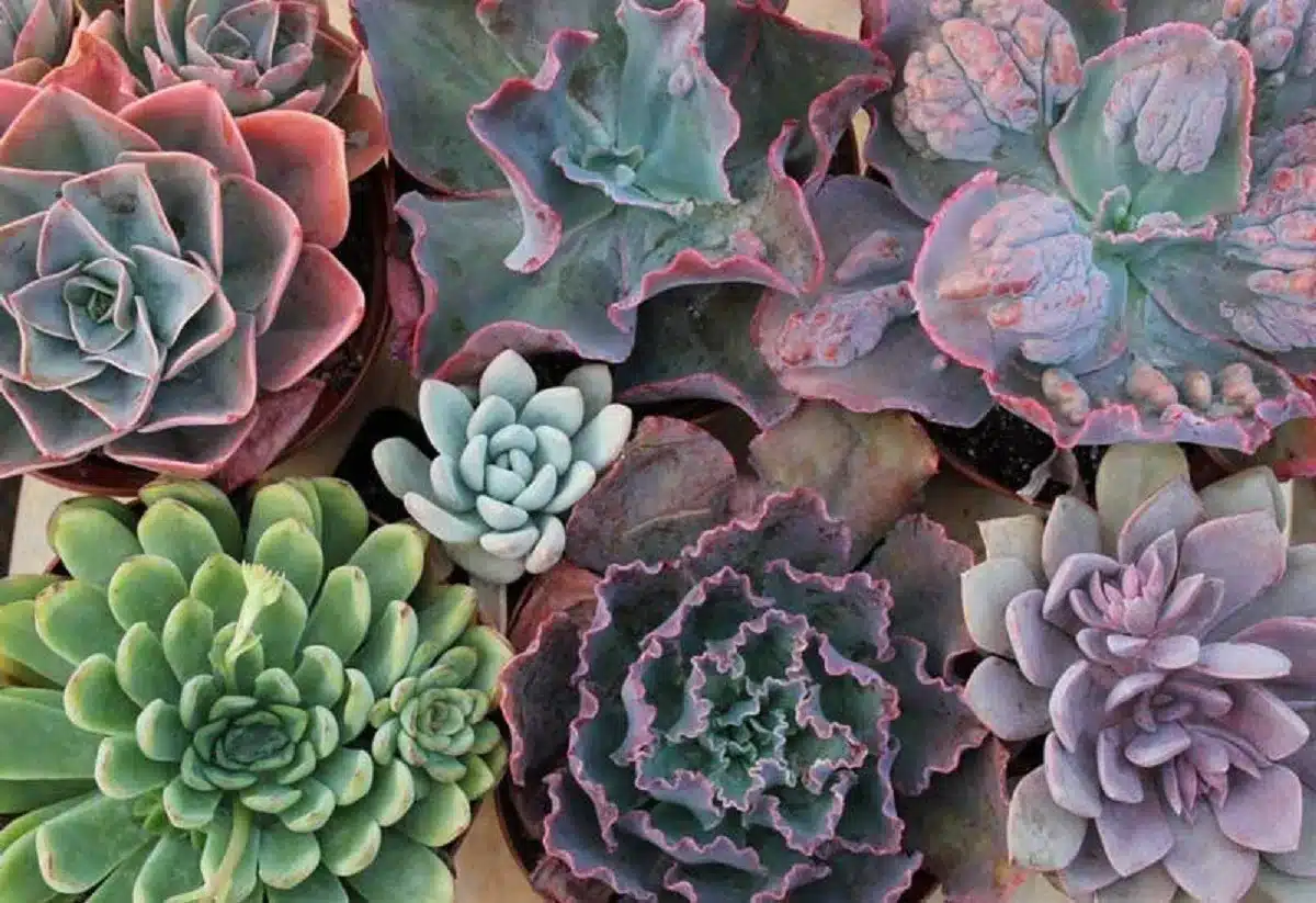 Echeveria - 4 informações sobre essa suculenta exótica!
