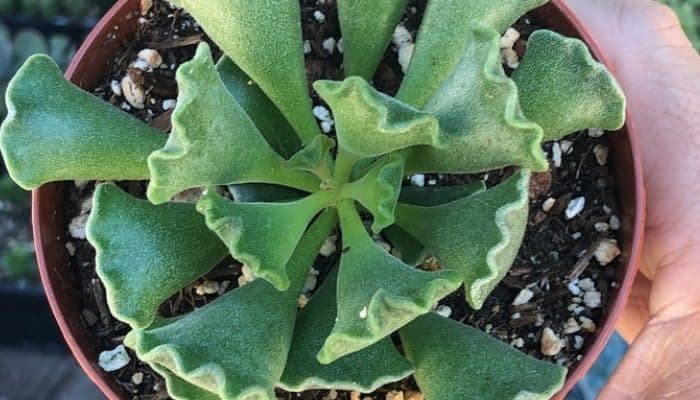 Adromischus cristatus adromischus