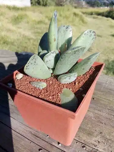 Como cultivar Adromischus? Como cultivar Adromischus?