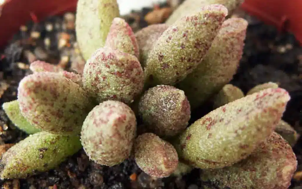 Curiosidades sobre a Adromischus Curiosidades sobre a Adromischus