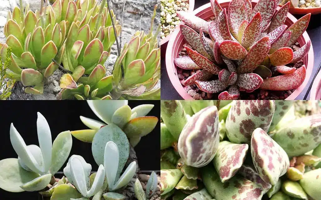 Adromischus - conheça essa planta em 3 dicas! 1 Adromischus - conheça essa planta em 3 dicas!