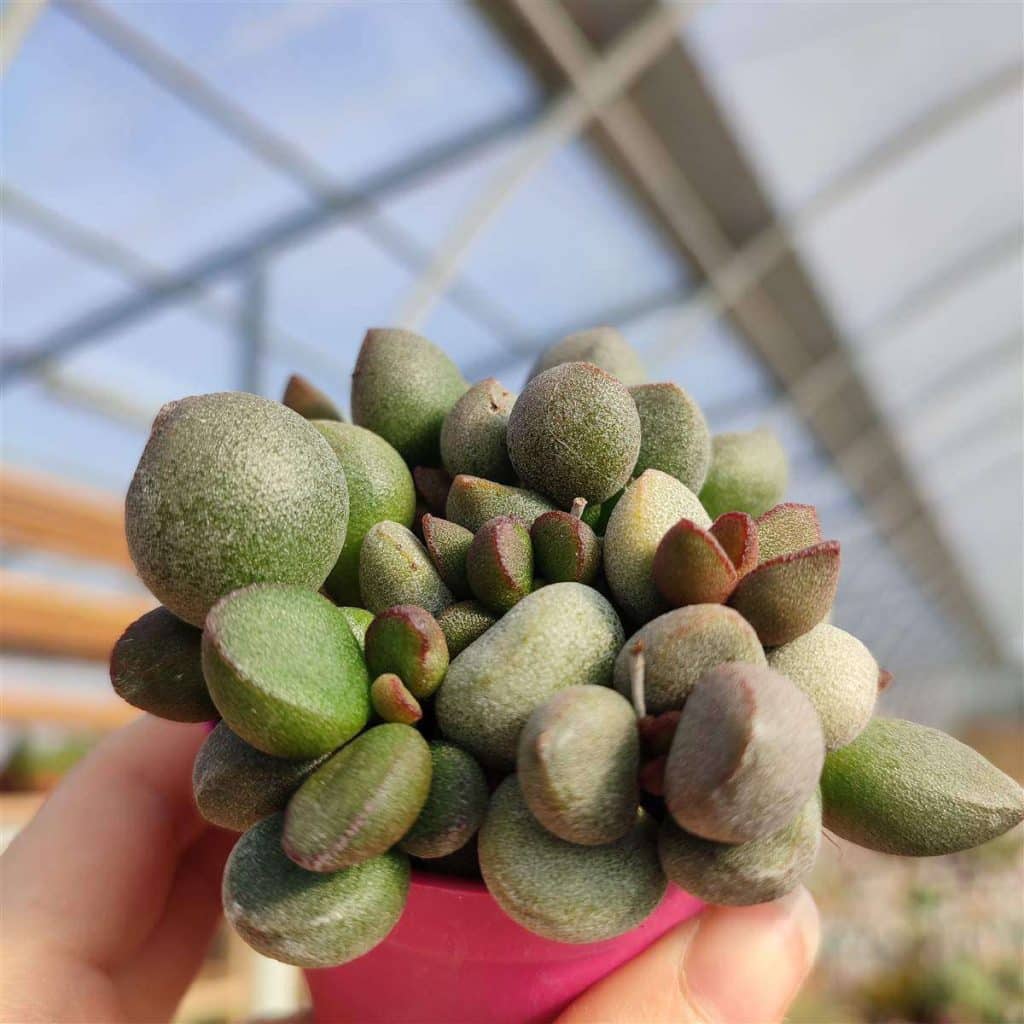 adromischus2 adromischus2