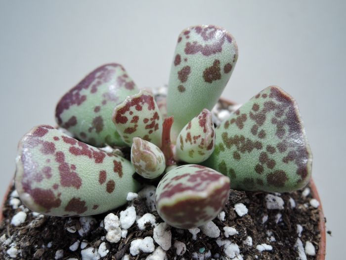 Adromischus cooperi Adromischus - conheça essa planta em 3 dicas!