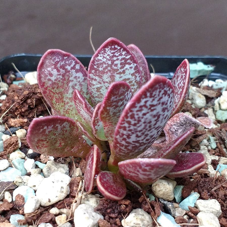 Adromischus trigynus Adromischus - conheça essa planta em 3 dicas!