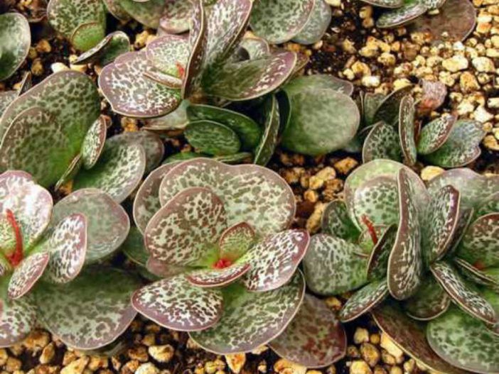 Adromischus maculatus Adromischus - conheça essa planta em 3 dicas!
