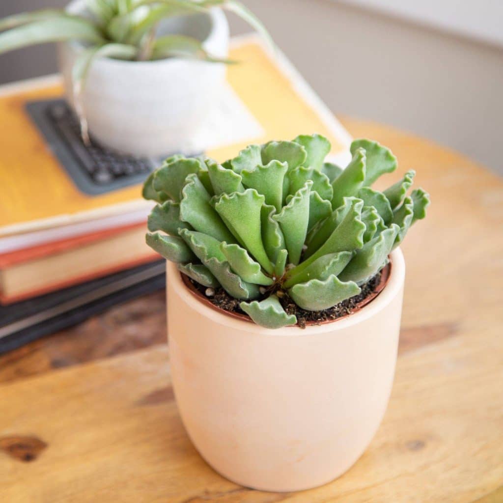 Em vasos Adromischus - conheça essa planta em 3 dicas!