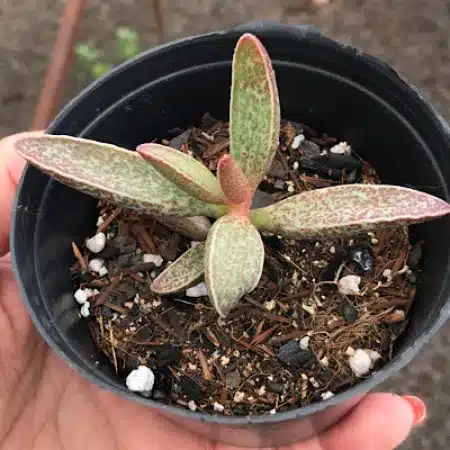 Como cultivar Adromischus? Como cultivar Adromischus?