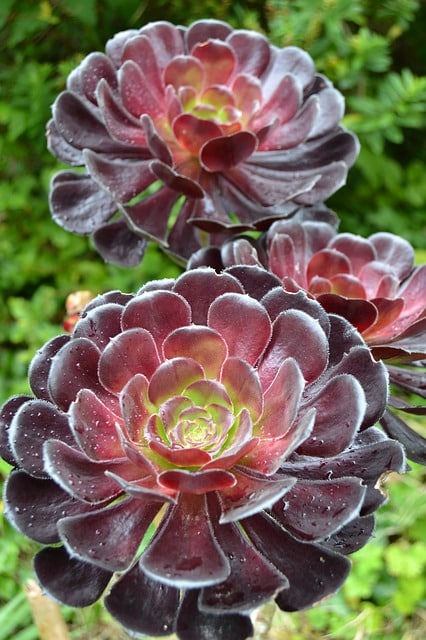 aeonium aeonium