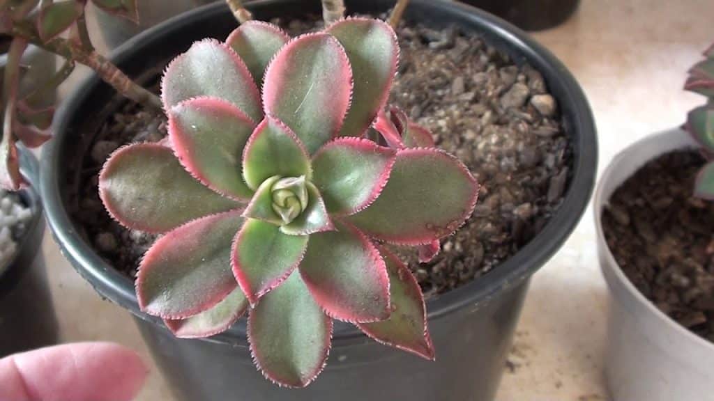 Adubação da Aeonium aeonium11