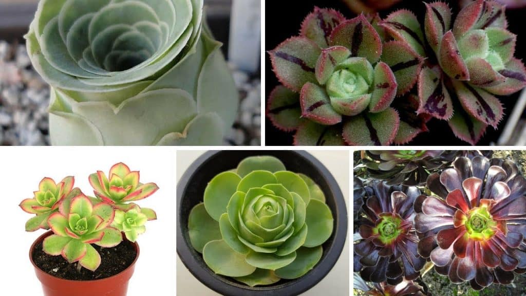 Aeonium - 5 dicas de cultivar essa planta! 2 aeonium12