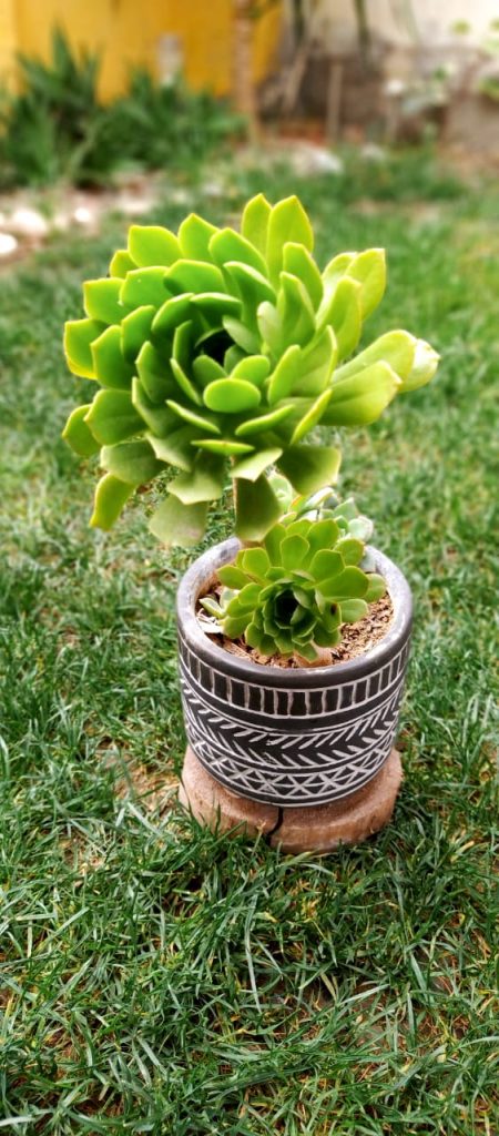 Aeonium - 5 dicas de cultivar essa planta! 3 Aeonium - 5 dicas de cultivar essa planta!