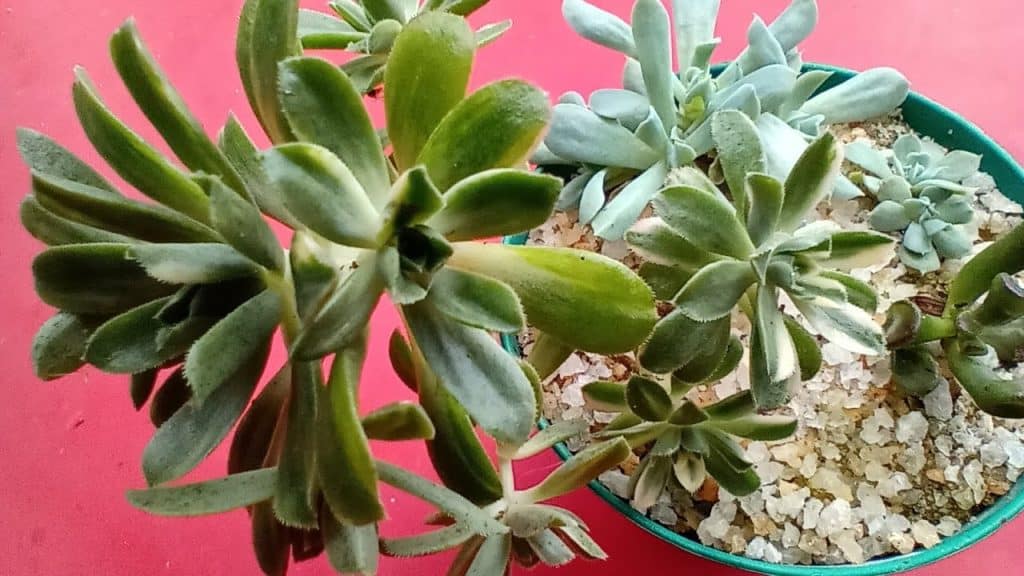Seu cultivo aeonium14