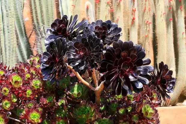 Aeonium - 5 dicas de cultivar essa planta! 1 aeonium15