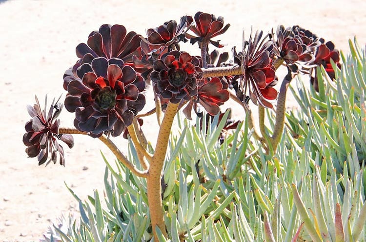 aeonium2 aeonium2
