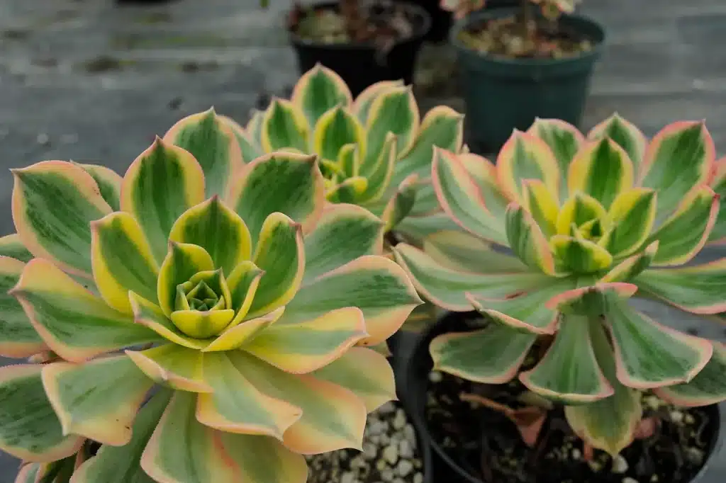 aeonium3 aeonium3