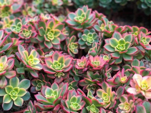 Aeonium 'Kiwi aeonium4
