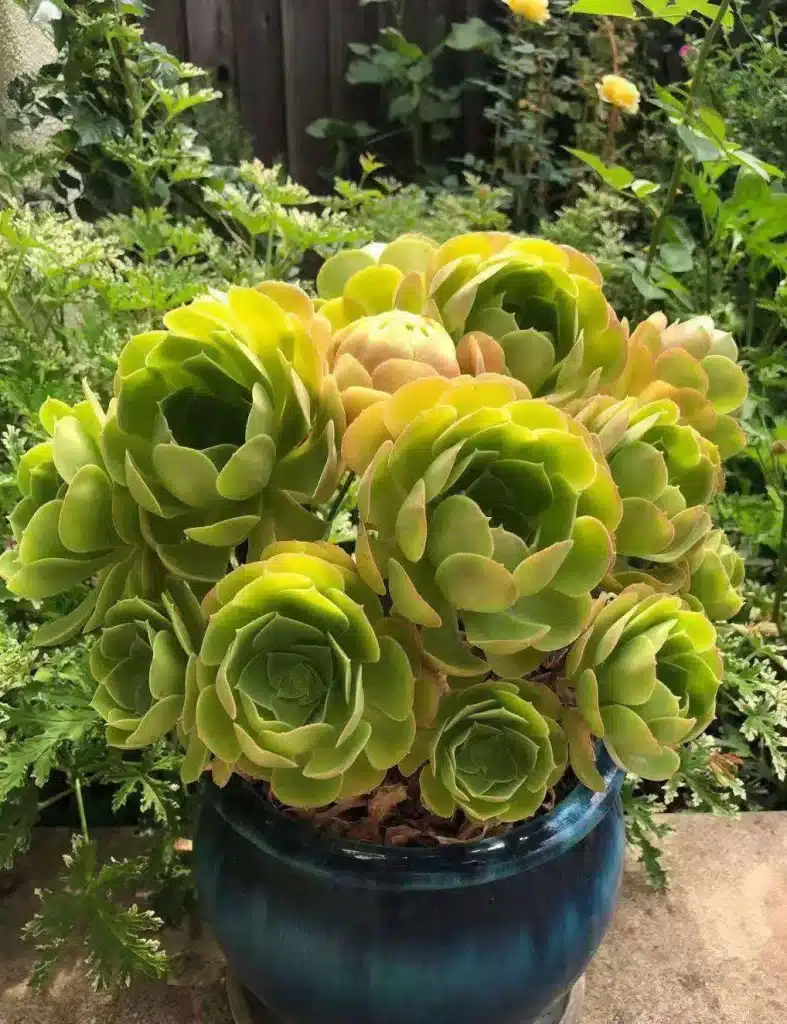 Aeonium canariense aeonium5