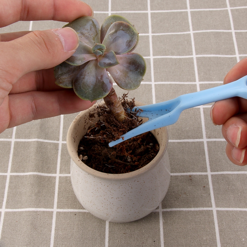 Solo para plantio Aeonium aeonium7