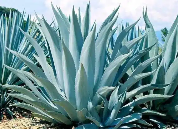 Agave Azul agave