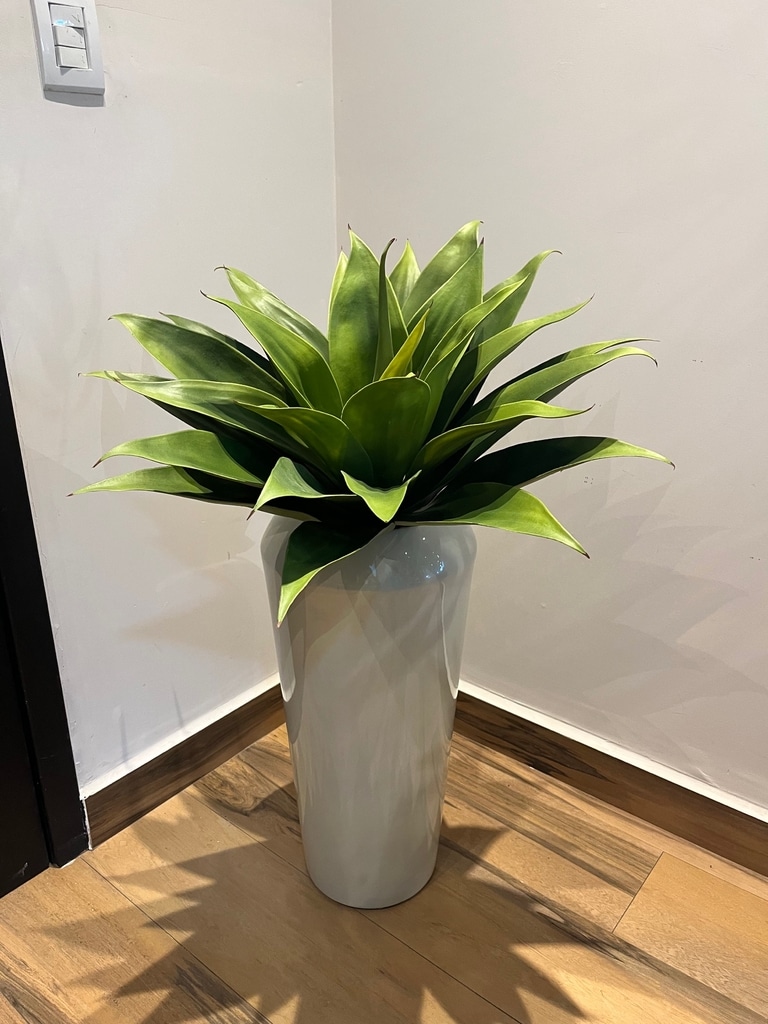 Decoração agave10