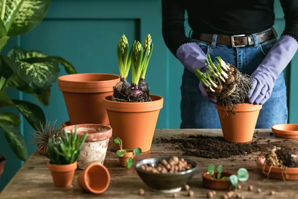Agave - Conheça essa planta universal em 4 passos ! 4 agave13