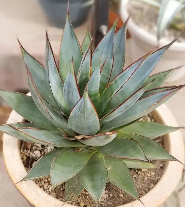 Como cultivar Agave em casa? agave14