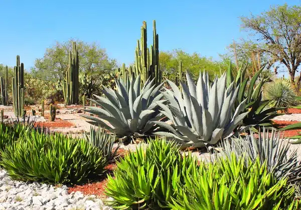 Agave - Conheça essa planta universal em 4 passos ! 1 agave15