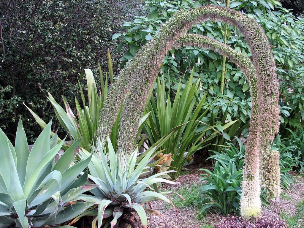 Origem da Agave agave17
