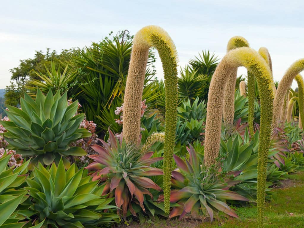 Agave - Conheça essa planta universal em 4 passos ! 5 agave18
