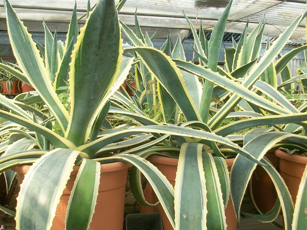agave2 agave2