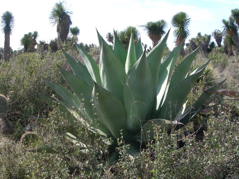 Agave Salmiana agave3
