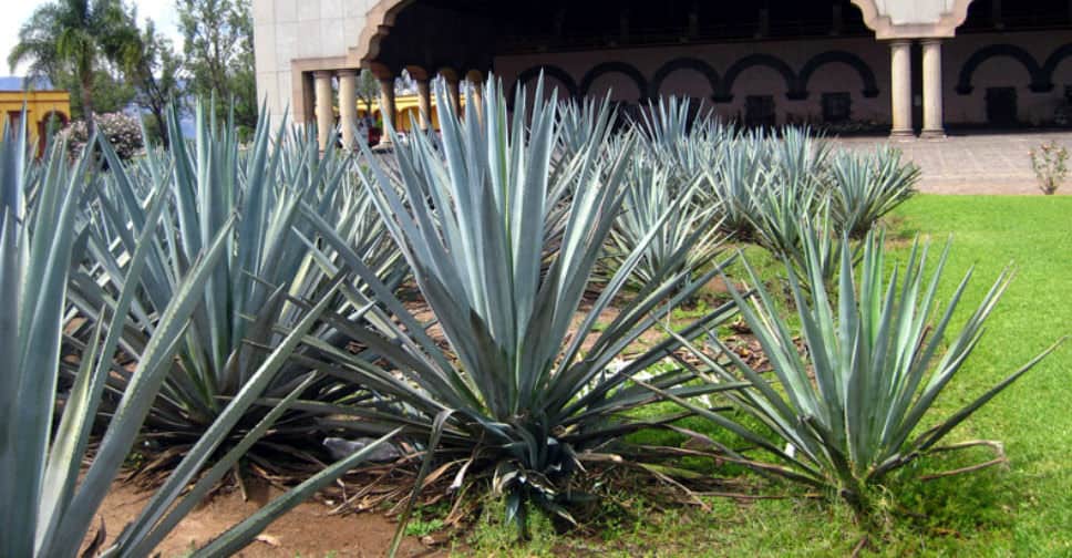 Agave Tequilana agave4