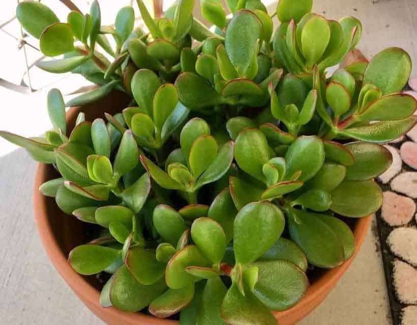 crassula