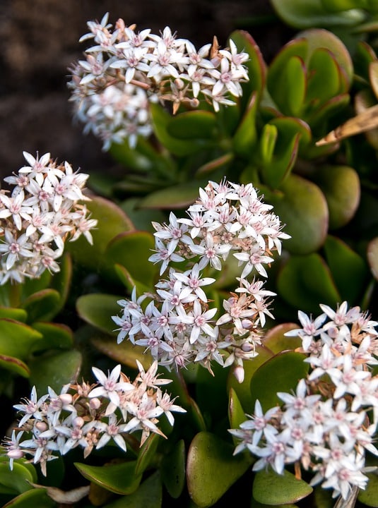 crassula11