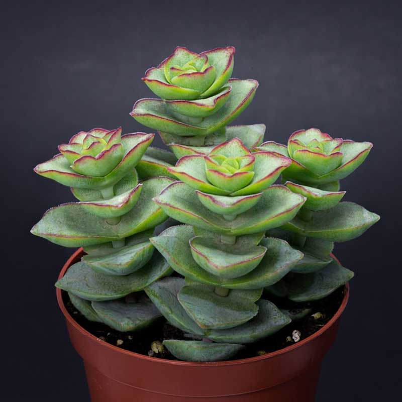 crassula2