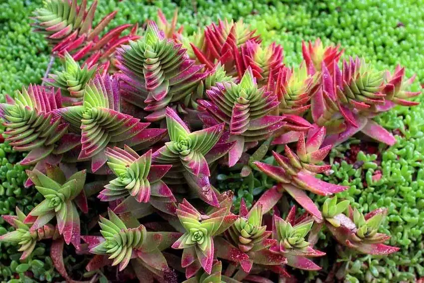 crassula7