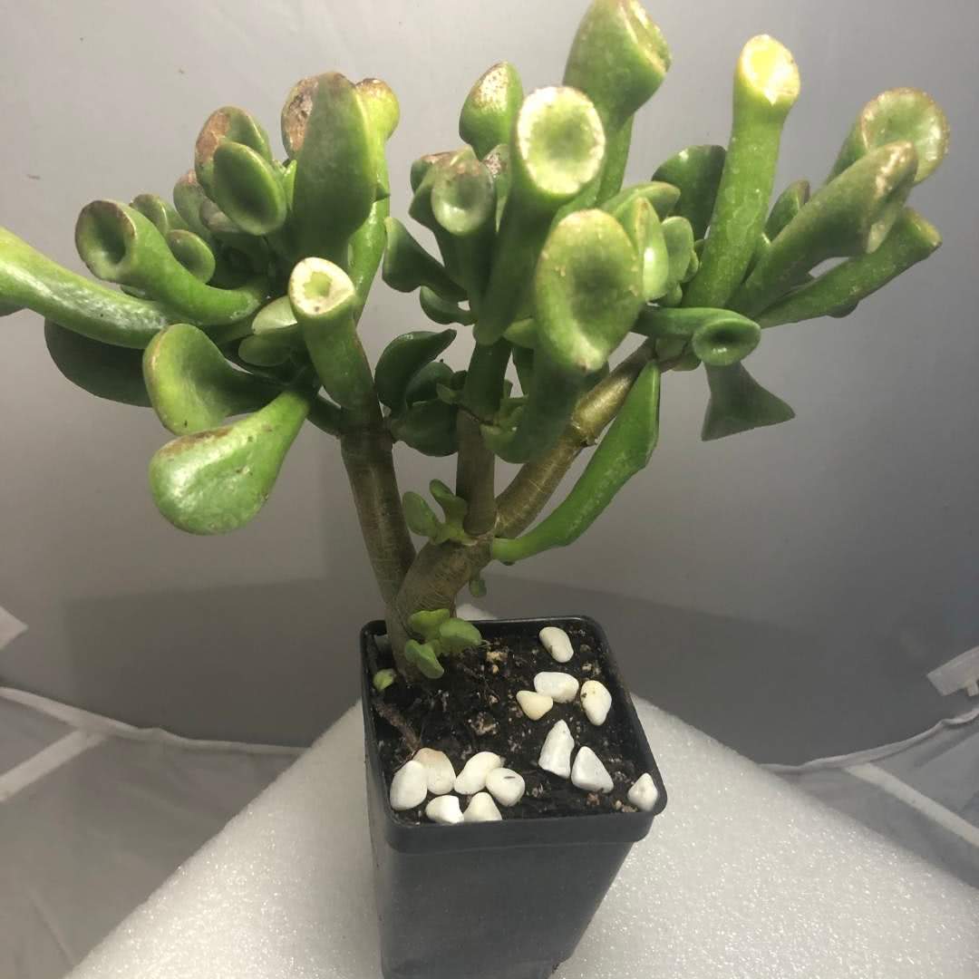Planta Jade: Aprenda a Cultivar e Atrair Prosperidade +12 Curiosidades sobre a Planta! 5 crassula8