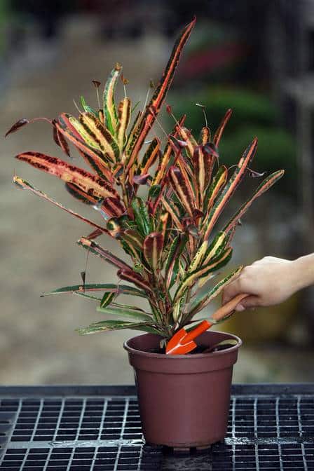 Propagação do Croton croton10